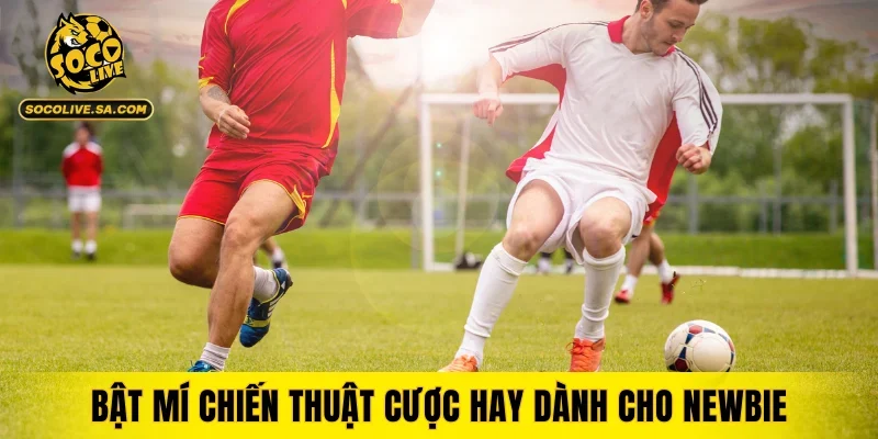 Bật mí chiến thuật cược hay dành cho newbie